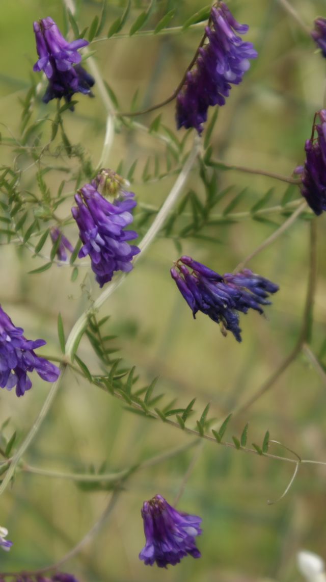 Vicia villosa